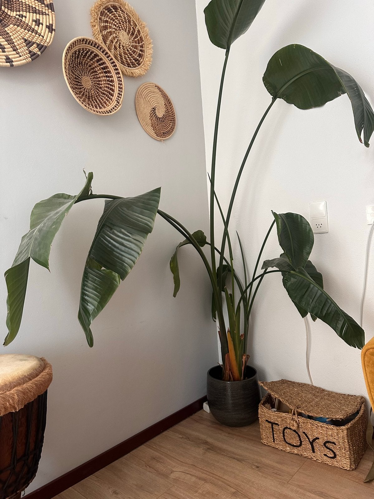 Grote Strelitzia Nicolai - Paradijsvogelplant, Ophalen, Overige soorten, Halfschaduw, In pot