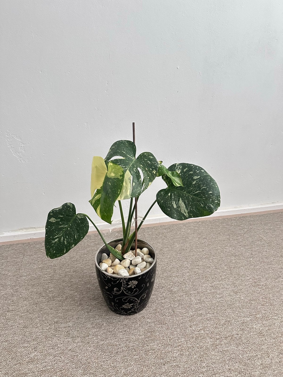Monstera Thai Constellation - Prachtige Kamerplant, Overige soorten, Vaste plant, Ophalen of Verzenden, Bloeit niet