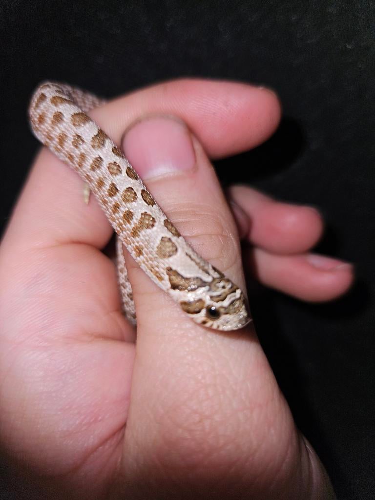 Haakneusslang, Dieren en Toebehoren, Reptielen en Amfibieën, Slang, 0 tot 2 jaar