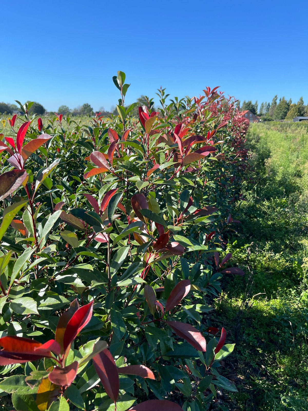 Glanzmispel 'Red Robin' - Photinia fraseri 'Red Robin', Tuin en Terras, Overige soorten, Volle zon, Vaste plant, Ophalen of Verzenden