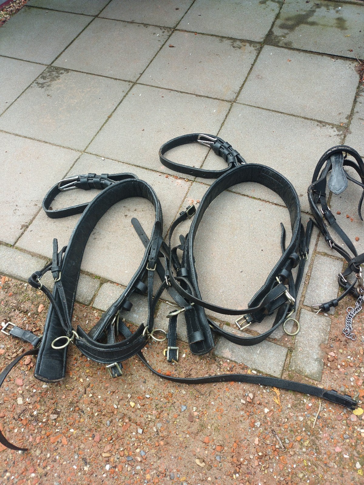 te koop, Dieren en Toebehoren, Ophalen, Cob