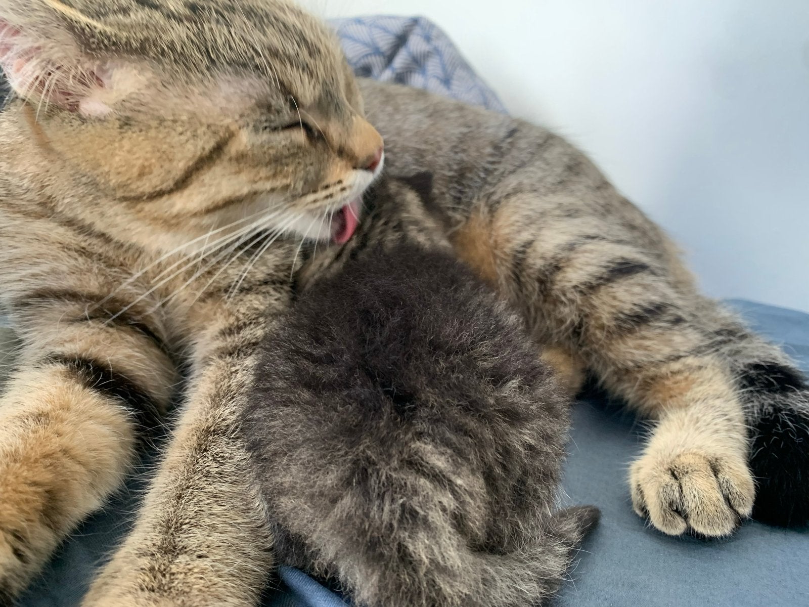 Prachtige grijze langhaar kater + moeder met kitten, Dieren en Toebehoren, Kater