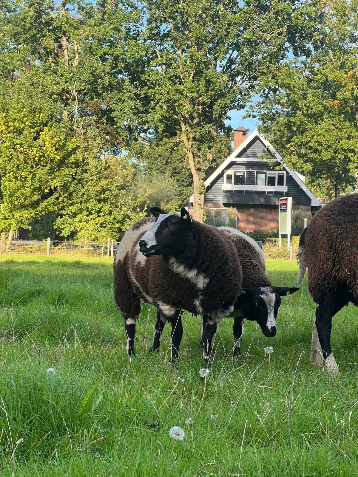 Twee bonte ooilammeren, Vrouwelijk, Schaap, 0 tot 2 jaar