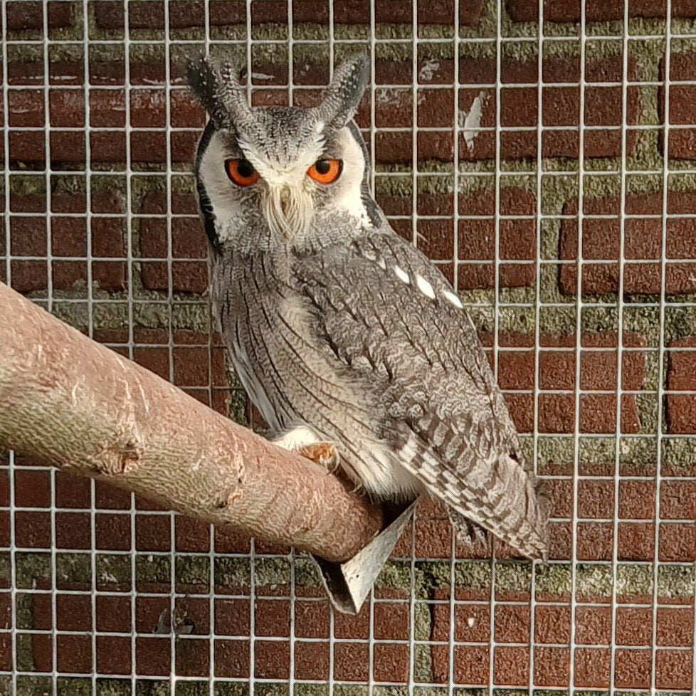 Witwangdwergooruil., Dieren en Toebehoren, Vogels | Overige Vogels, Roofvogel, Geringd