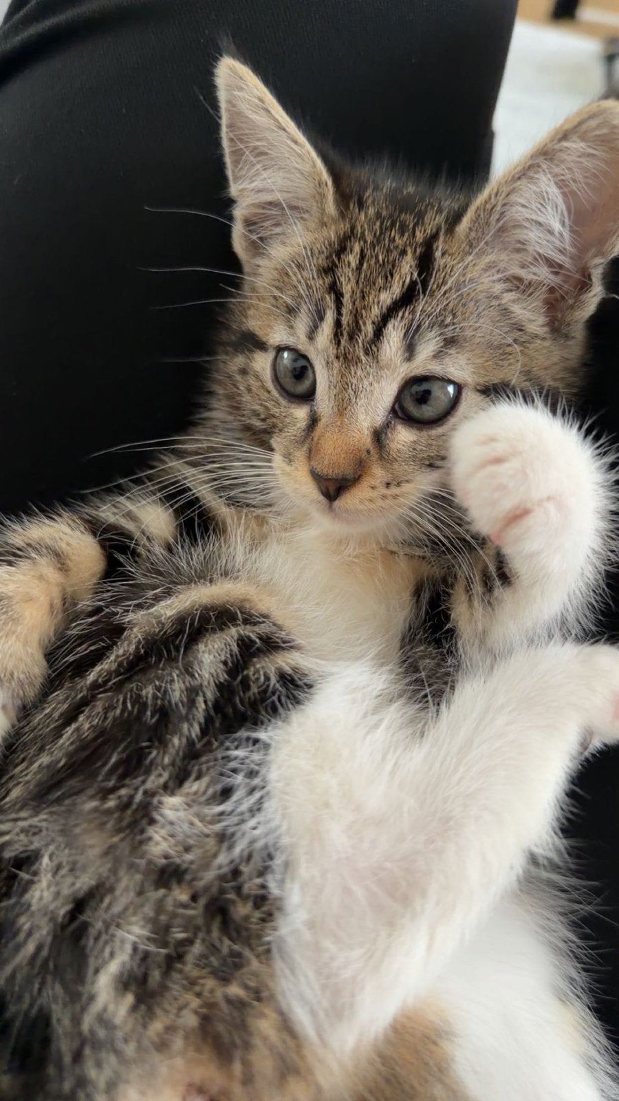 Kitten