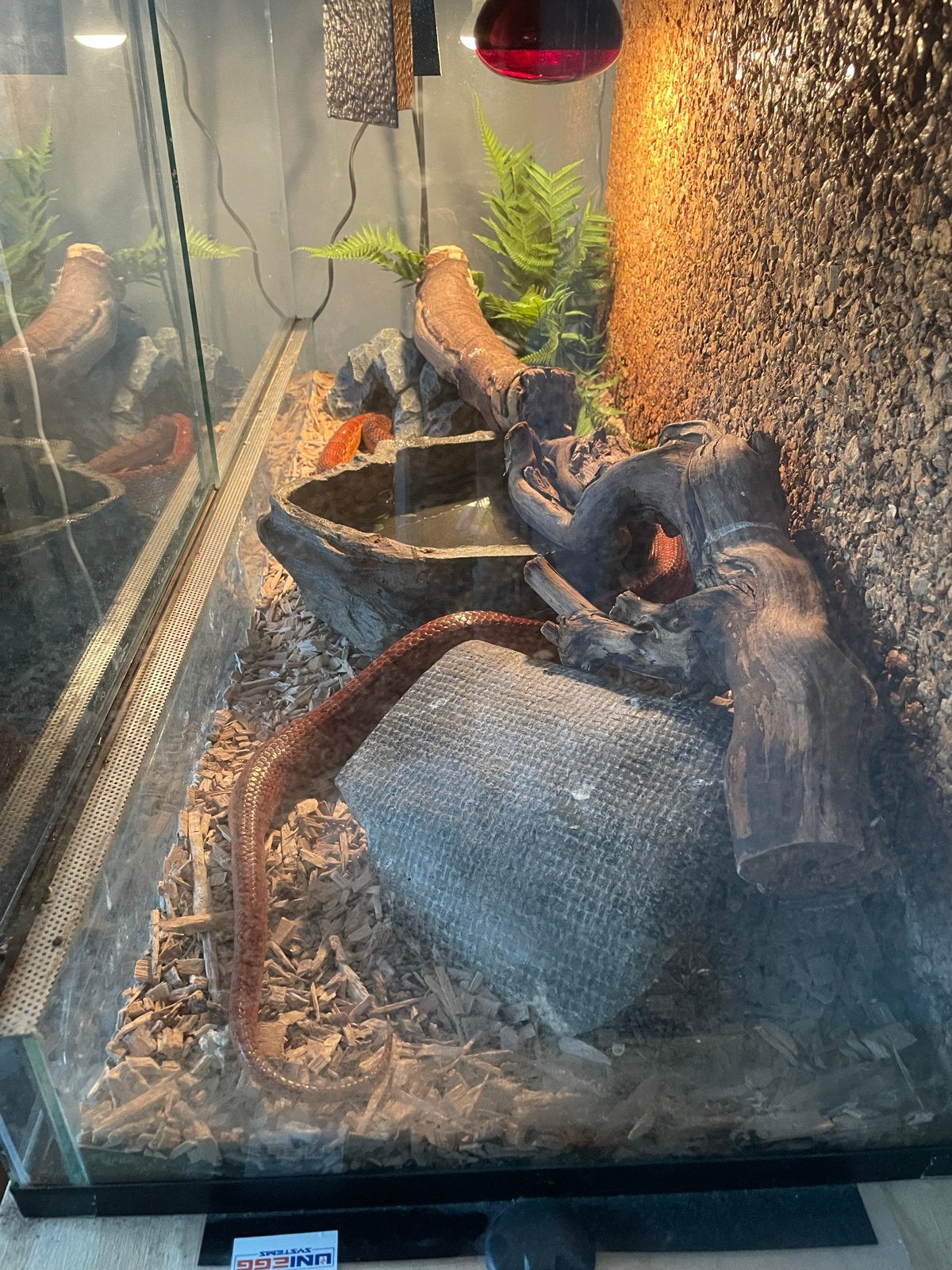 Koppel rattenslangen met terrarium Rat Snake photo 3