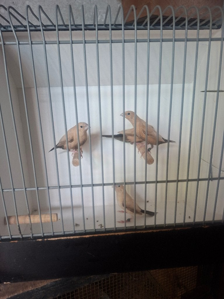 zilverbekjes en rijstvogels, Dieren en Toebehoren, Vogels | Overige Vogels, Meerdere dieren, Tropenvogel