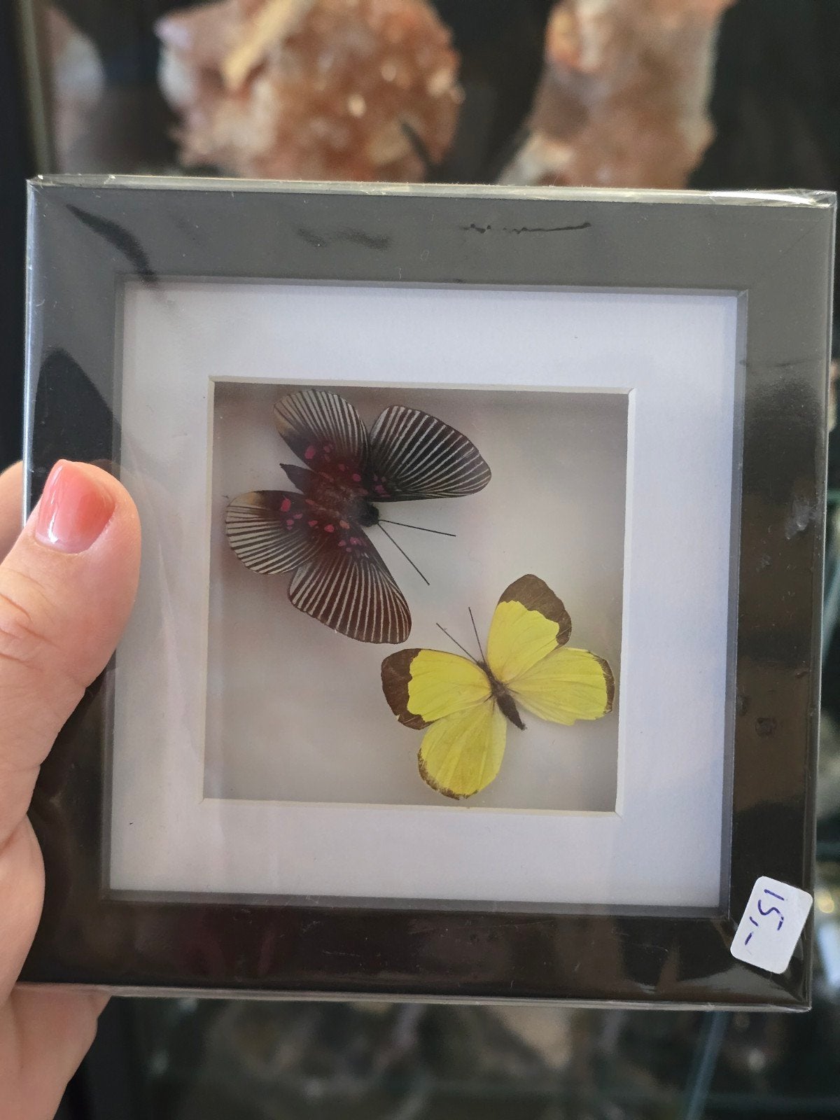 Vlindertjes, Ophalen of Verzenden, Nieuw, Insect, Opgezet dier