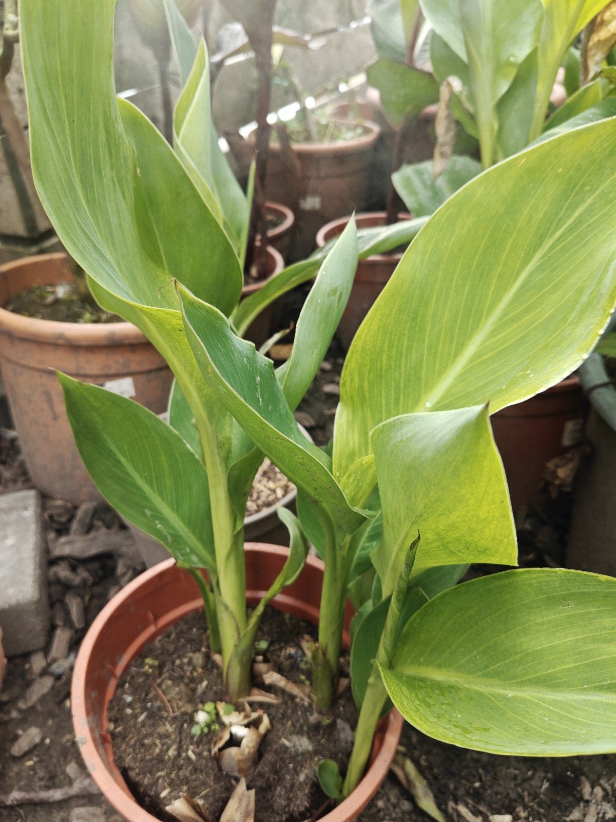 Canna roma, Overige soorten, Volle zon, Vaste plant, Ophalen of Verzenden