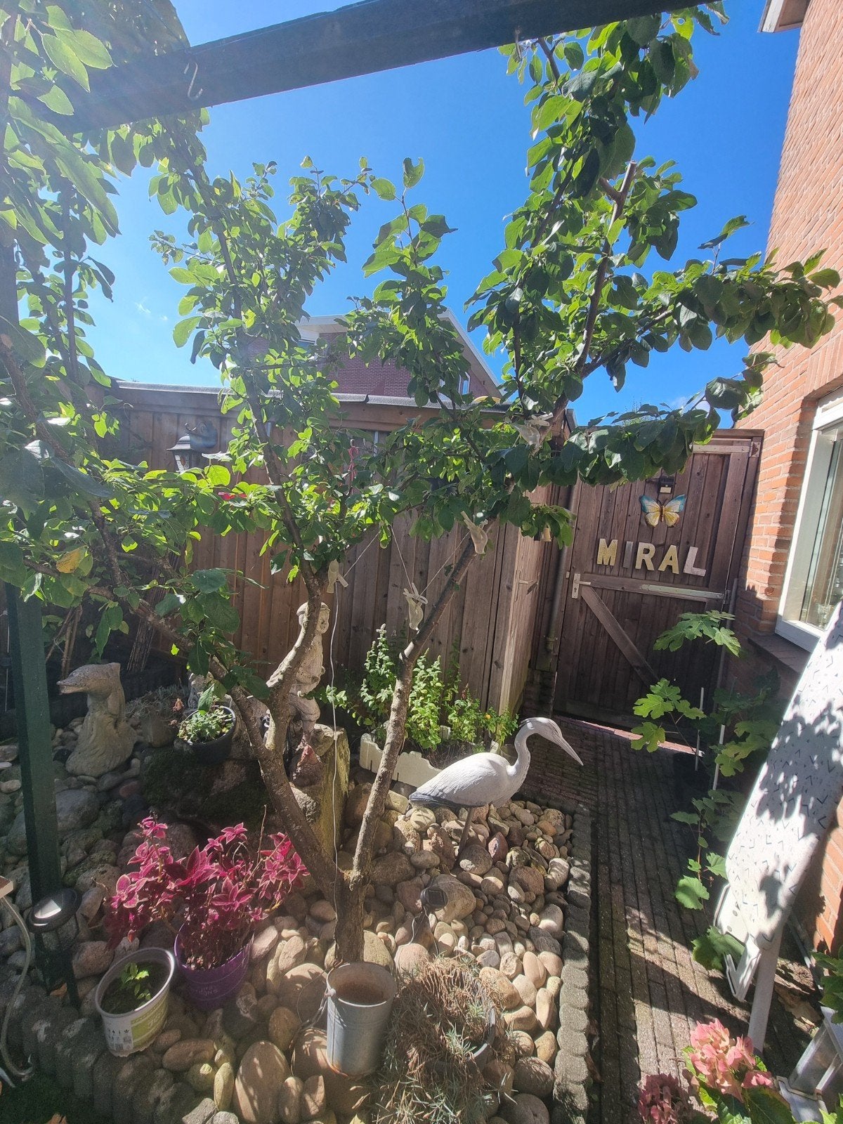 Pruimenboom - Gele Pruimen 5 jaar oud, Ophalen, Overige soorten, Struik, 100 tot 250 cm