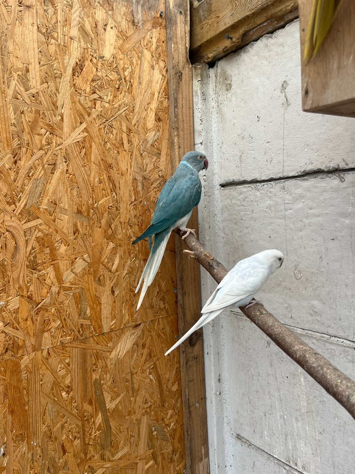 Blauwe halsband parkiet, Dieren en Toebehoren, Vogels | Parkieten en Papegaaien