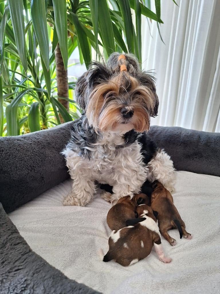 Prachtige Yorkshire Terriër Pups, Dieren en Toebehoren, Yorkshire Terriër, 8 tot 15 weken, Meerdere, Meerdere dieren