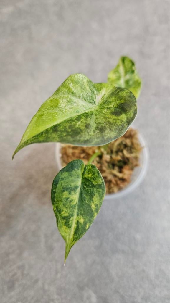Alocasia Regal Shield Aurea/Gold Variegata, Ophalen of Verzenden, Halfschaduw, Minder dan 100 cm