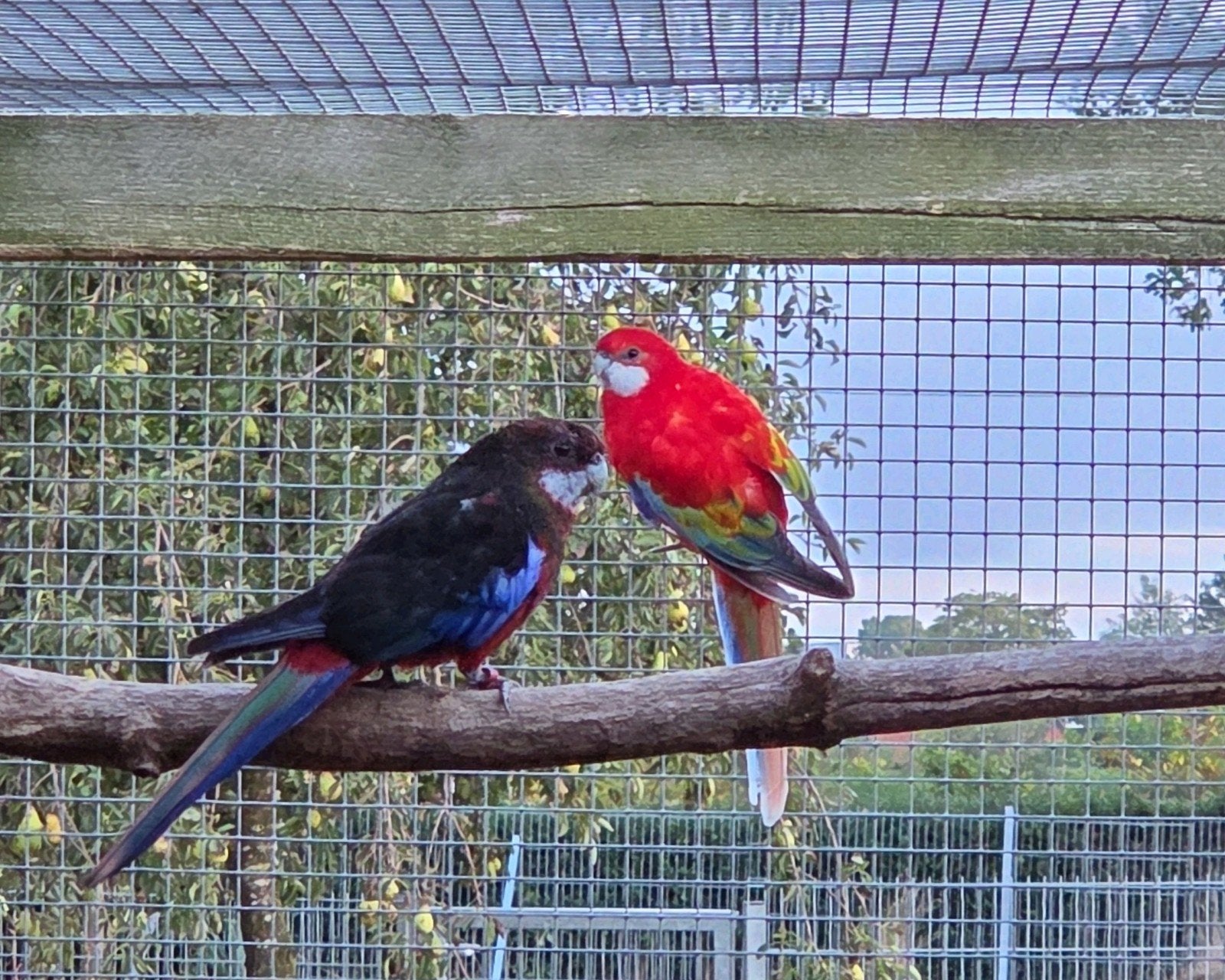 zwart opaline x golden Rosella, Mannelijk, Parkiet