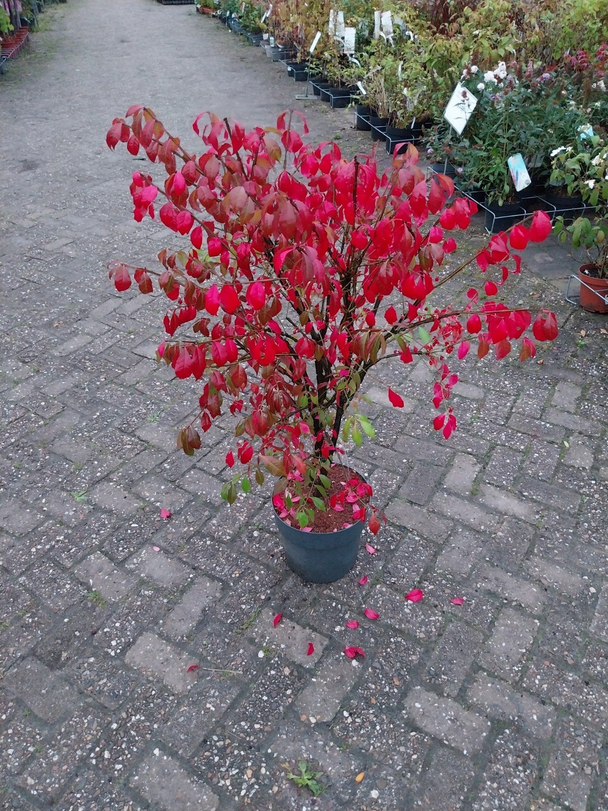 Euonymus alatus - Kardinaalsmuts met prachtige herfstkleur, Ophalen, Overige soorten, Struik, Minder dan 100 cm