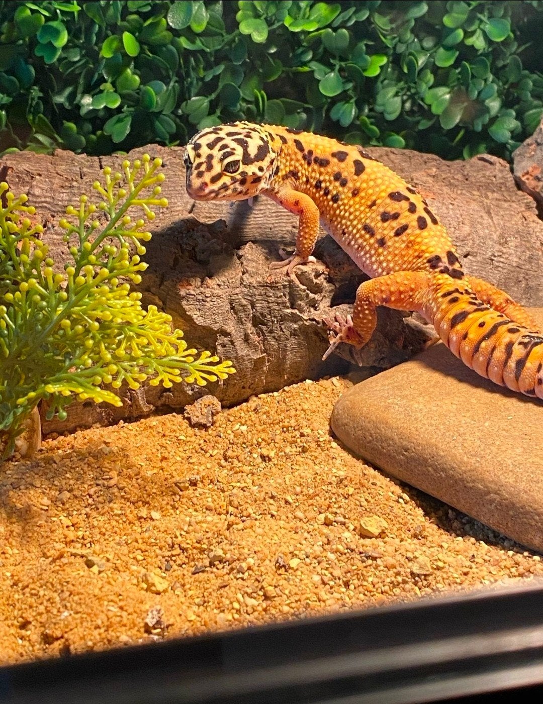 te koop aangeboden luipaardgekko met terrarium, Dieren en Toebehoren, Hagedis, Met terrarium, 0 tot 2 jaar