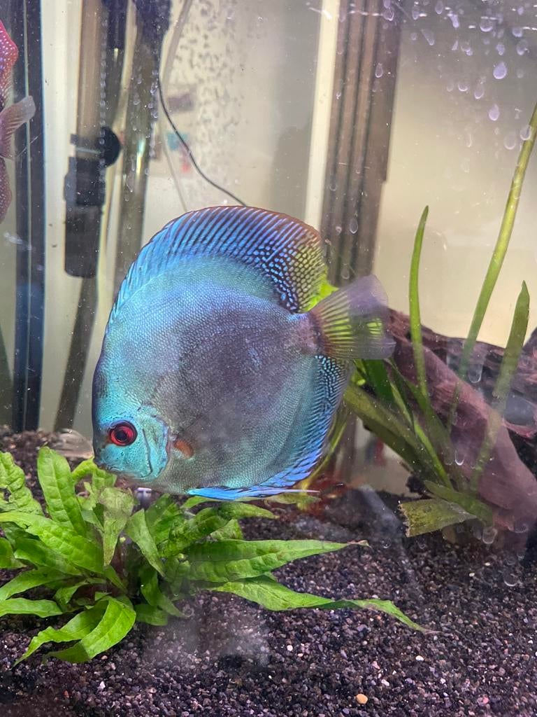 Discus vis cobalt blue, Dieren en Toebehoren, Vissen | Aquariumvissen, Vis