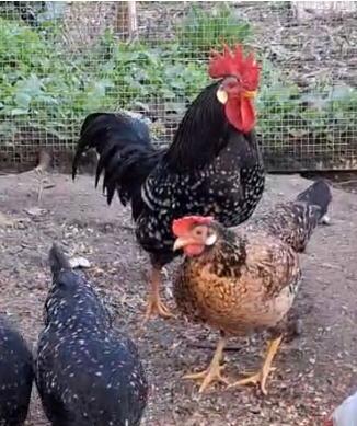 Ancona kriel. 1 haan, 3 hennen, Dieren en Toebehoren, Meerdere dieren, Kip