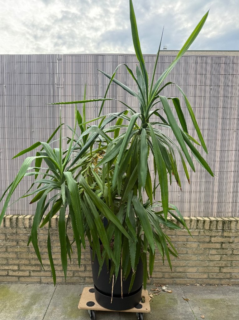 Grote Yucca ( 20 jaar oud,  1,30 meter hoog), Ophalen, 100 tot 150 cm, In pot, Yucca