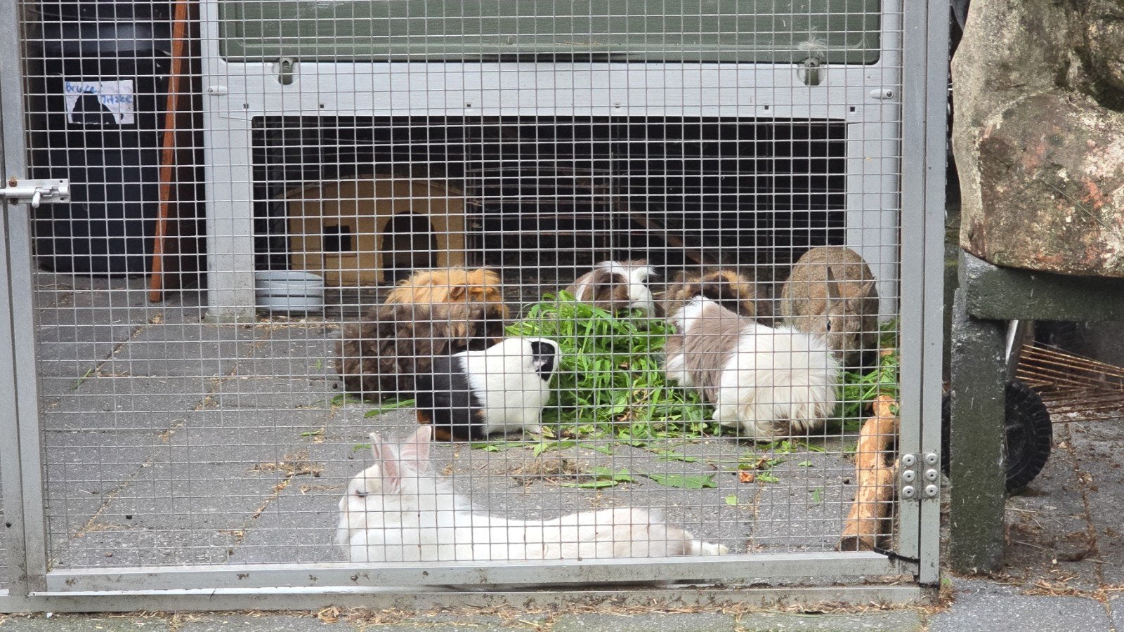 zeugje gezocht, Dieren en Toebehoren, Januari, Vrouwelijk, Cavia