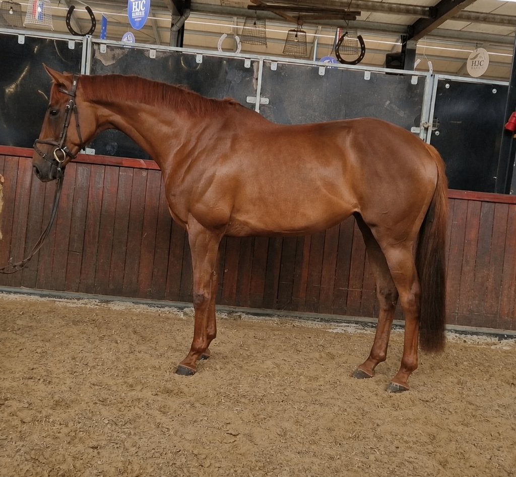 5jarige lieve en brave 1.70 allround merrie, Dieren en Toebehoren, Paarden, Merrie, 3 tot 6 jaar, Met stamboom, B