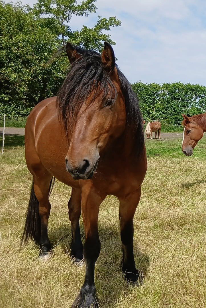 Teddy zoekt een fanatieke verzorgster met veel ervaring., Ophalen, Nieuw, Recreatie