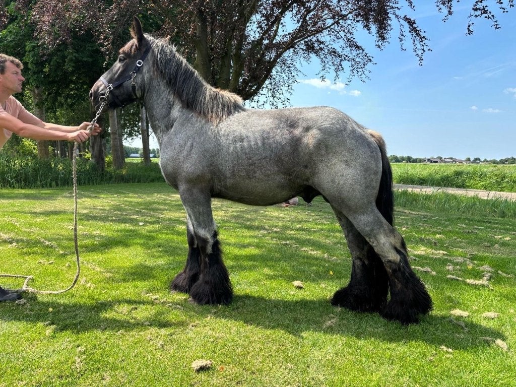 Trekpaard hengst (2 jaar), Dieren en Toebehoren, Paarden, Met stamboom, 0 tot 2 jaar, Hengst, 160 tot 165 cm