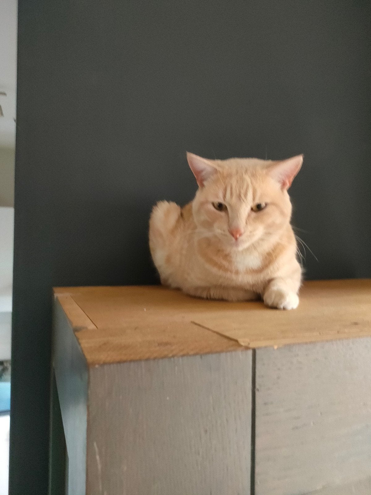 carlo de kater, Kater, Kortharig, 0 tot 2 jaar