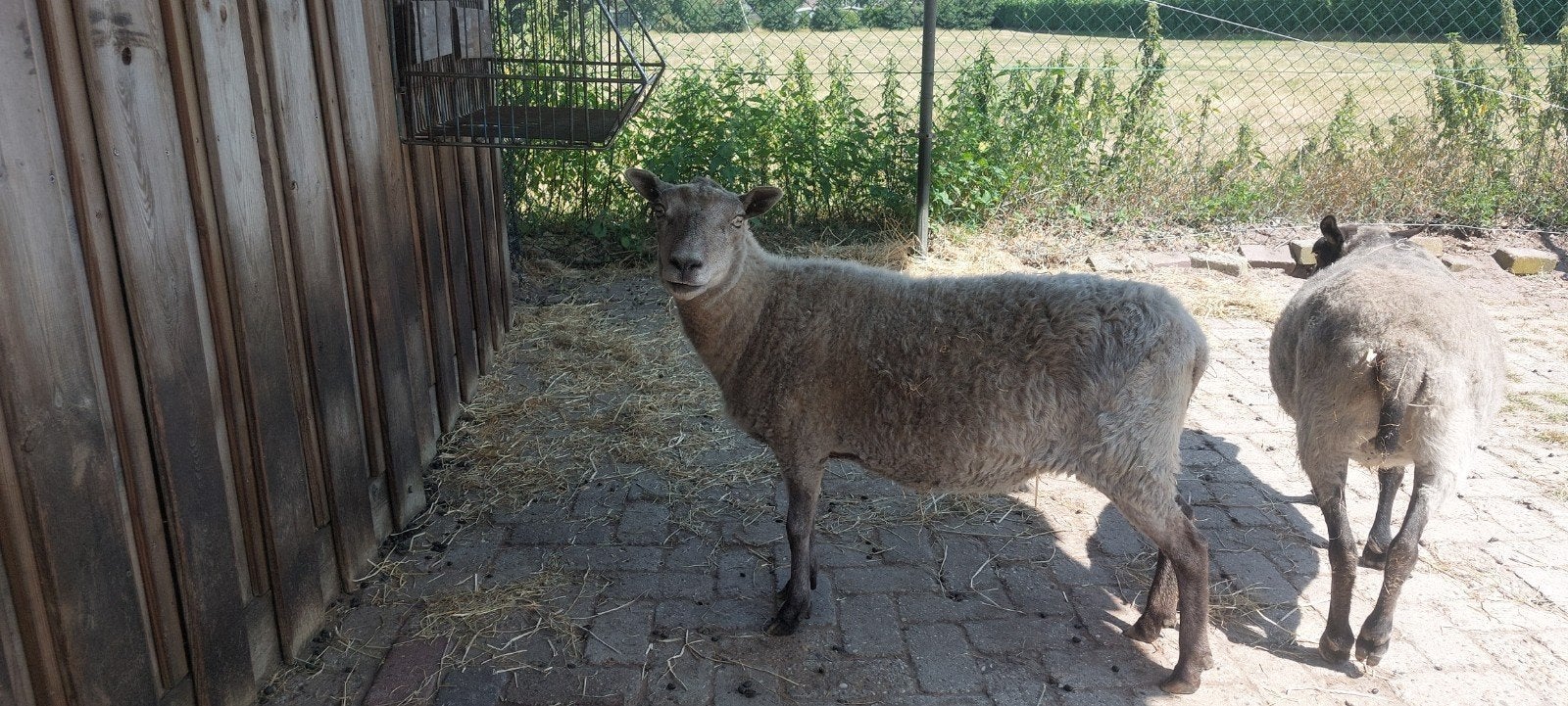2 lieve Shetland schaapjes, Meerdere dieren, Schaap