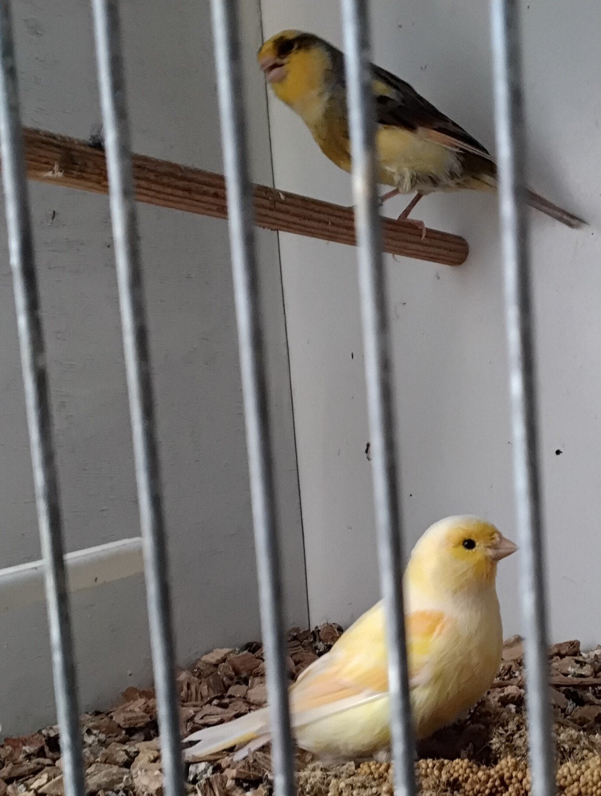 Span kanaries  beiden van 2025. Niet geringd €30,-, Dieren en Toebehoren, Vogels | Kanaries, Meerdere dieren, Kleurkanarie