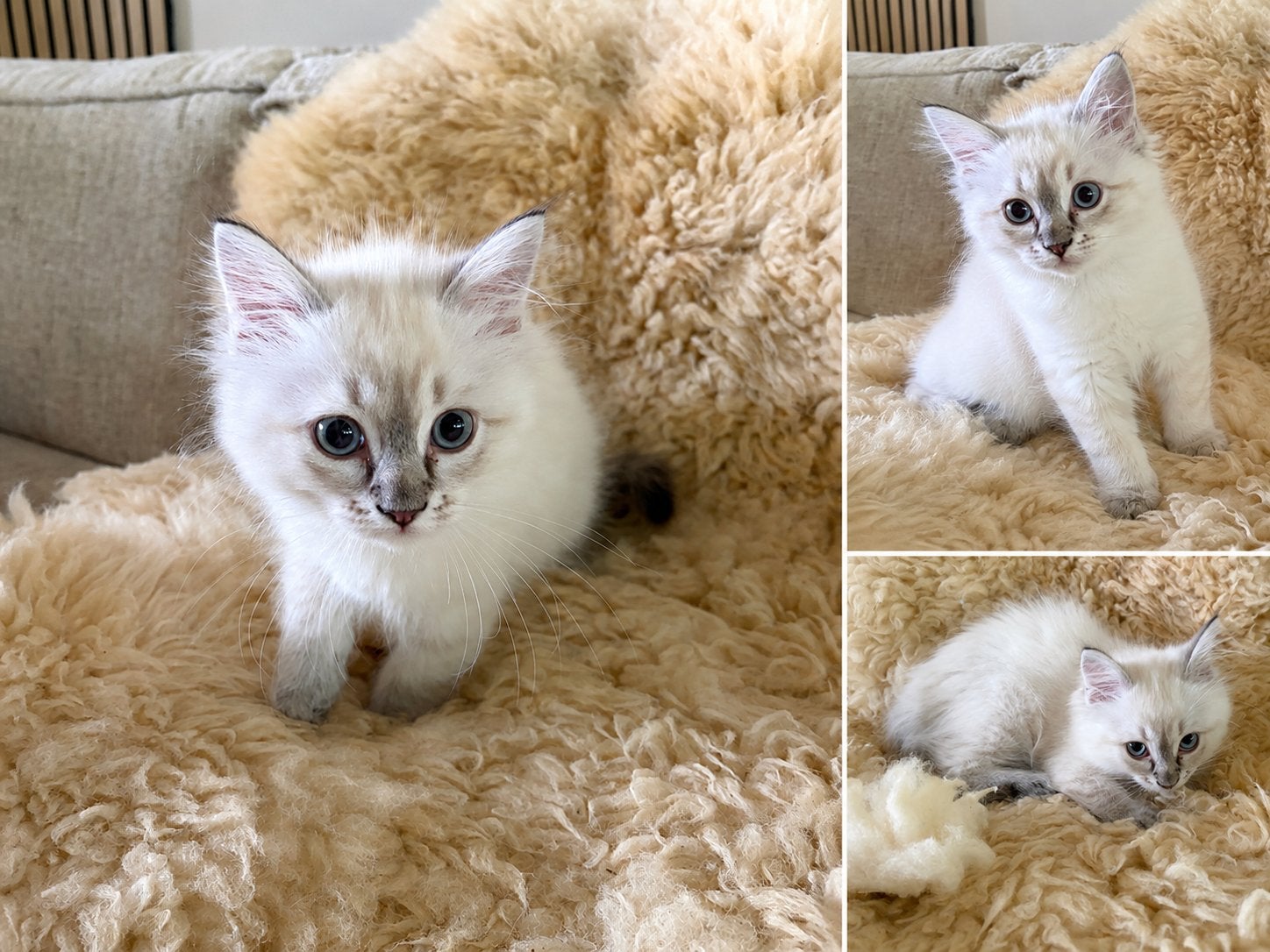 Prachtig raszuiver ragdoll poesje bleu linx, Dieren en Toebehoren, Katten en Kittens | Raskatten | Langhaar, Poes, Ontwormd, 0 tot 2 jaar
