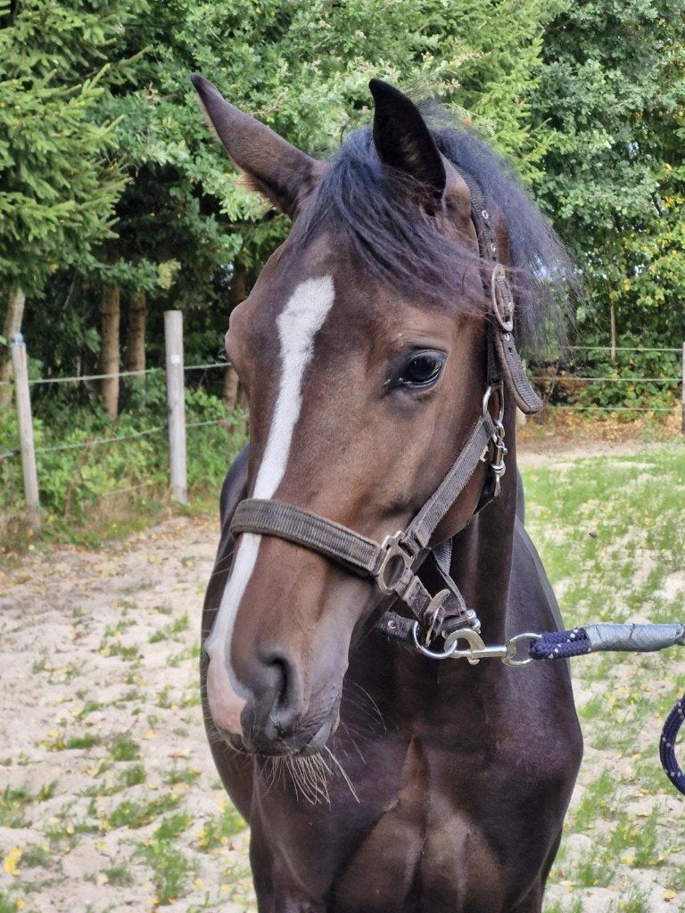 1 jarige dressuurhengst van Latinum, Met stamboom, Dressuurpaard, 0 tot 2 jaar, Hengst