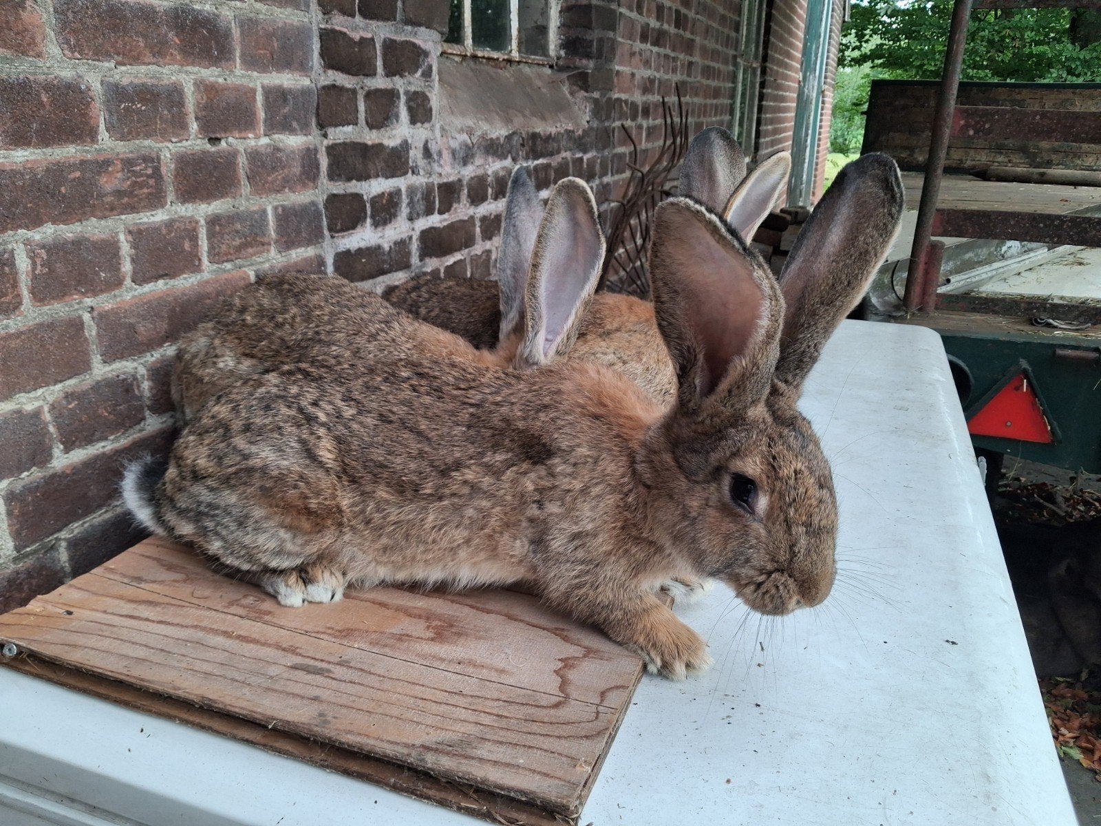 mooie vlaamse reuzen, Dieren en Toebehoren, Konijnen, Mannelijk, Groot