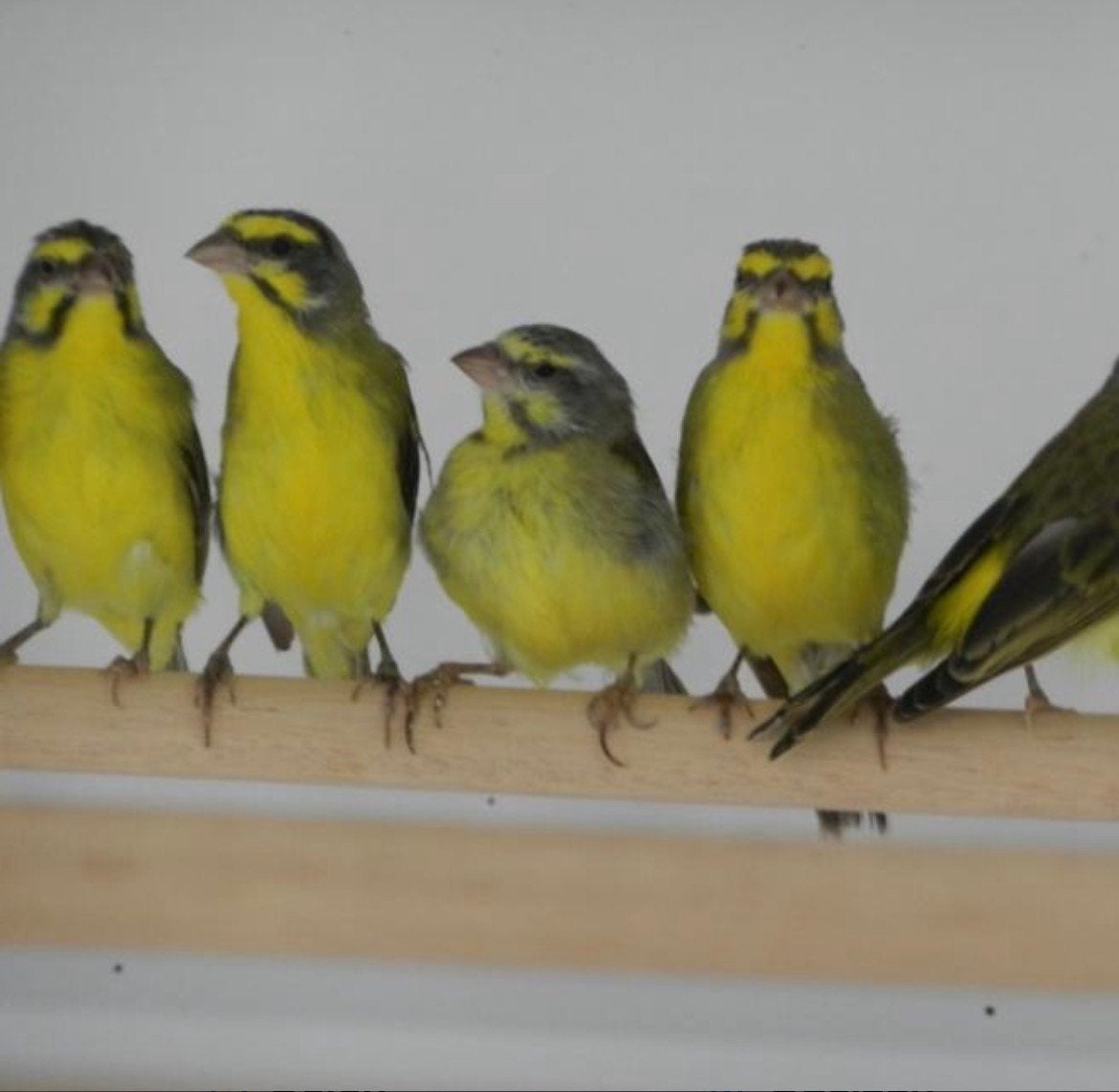 mozambique sijzen ruilen 2026, Dieren en Toebehoren, Meerdere dieren, Tropenvogel, Geringd