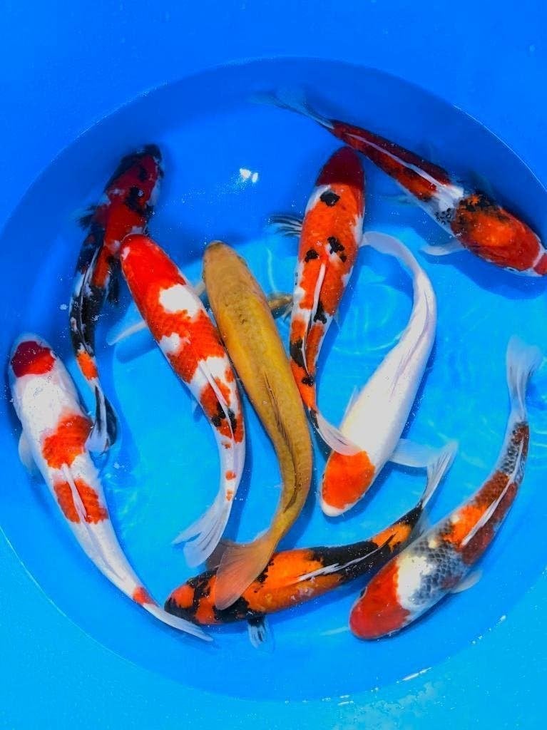 Nisai van Marusei volop in ontwikkeling scherp afgeprijsd!, Karper of Koi