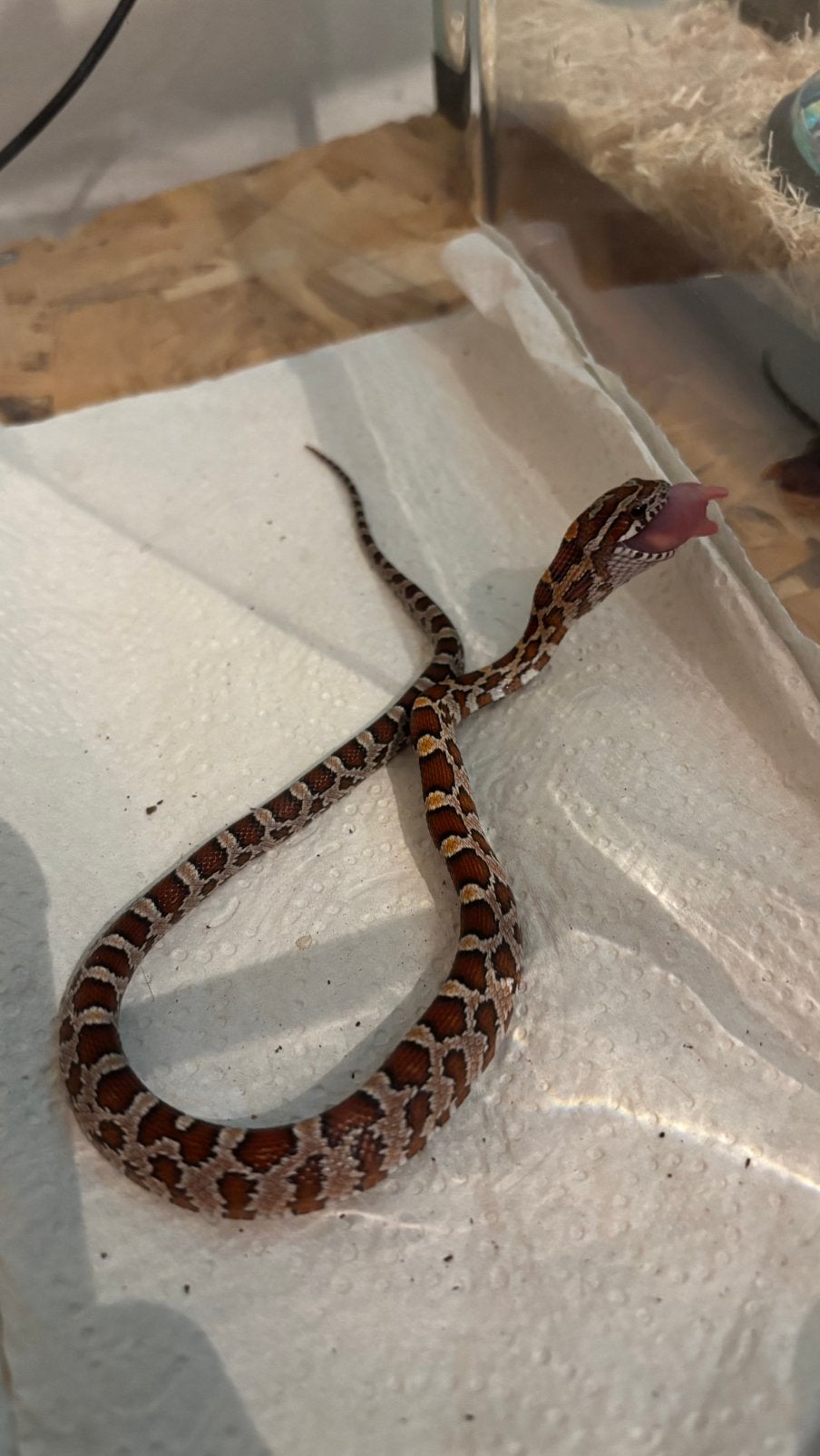 Rattenslang Rat Snake - unknown for sale from Frans Peters