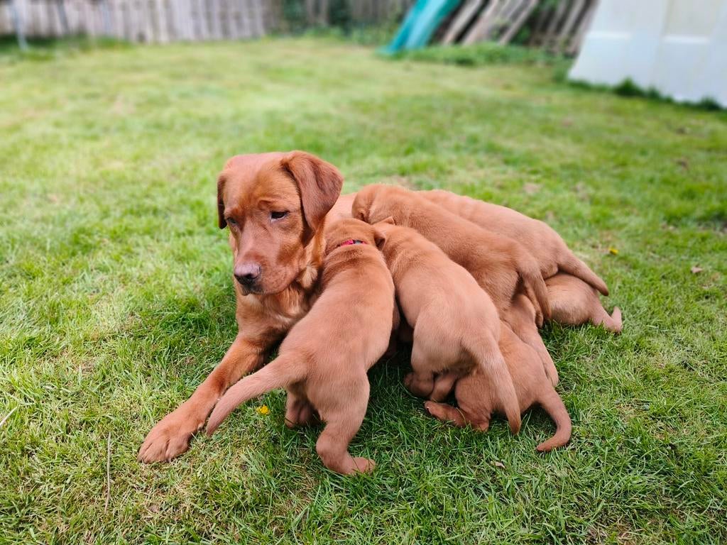 Red Fox Labrador puppy's, Dieren en Toebehoren, Honden | Retrievers, Spaniëls en Waterhonden, 8 tot 15 weken, Labrador retriever