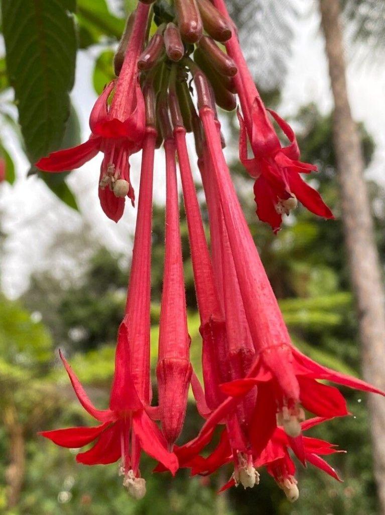 Meerdere Fuchsia Boliviana en Abutilon te koop - veel maten, Volle zon, Vaste plant, Zomer, Ophalen