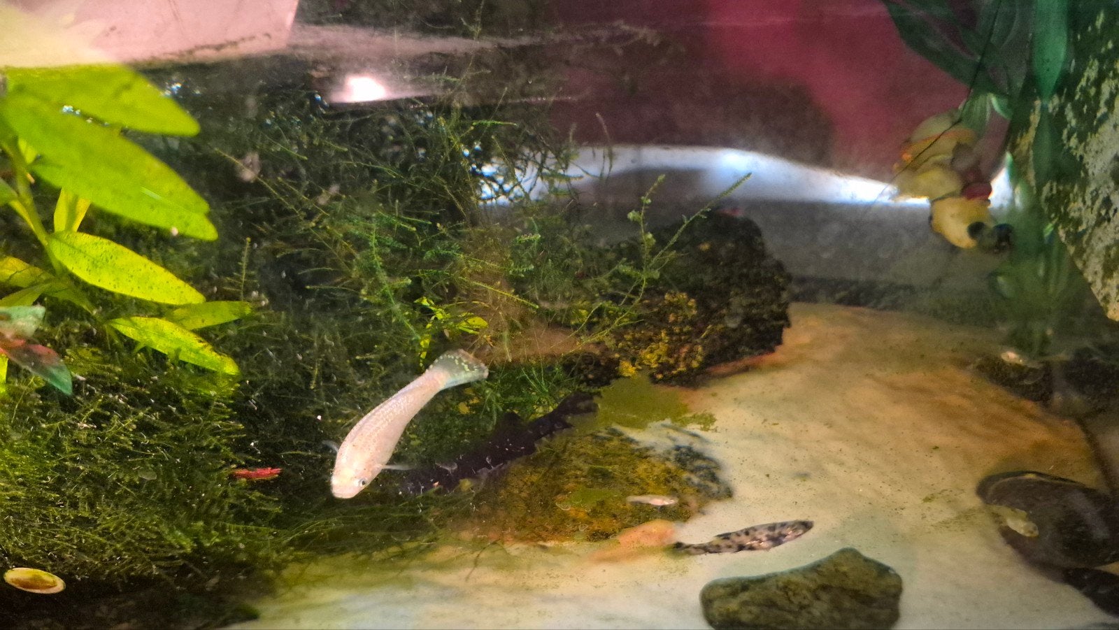 baby mollies, Vis, Zoetwatervis