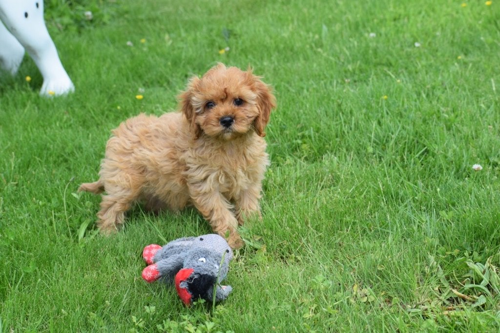 Cavapoo pups nieuw nestje, 15 weken tot 1 jaar, Buitenland, Parvo, Meerdere