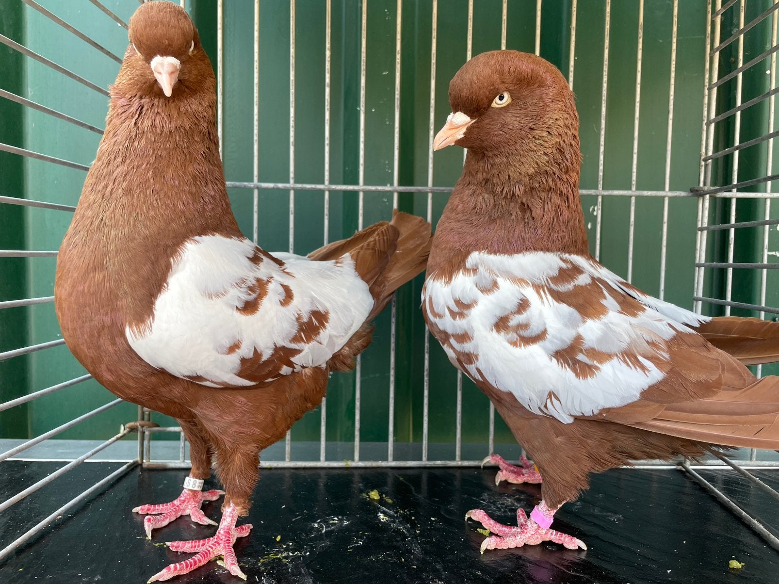 Nederlandse Hoogvliegers (Showtype), Dieren en Toebehoren, Vogels | Duiven, Meerdere dieren, Overige soorten
