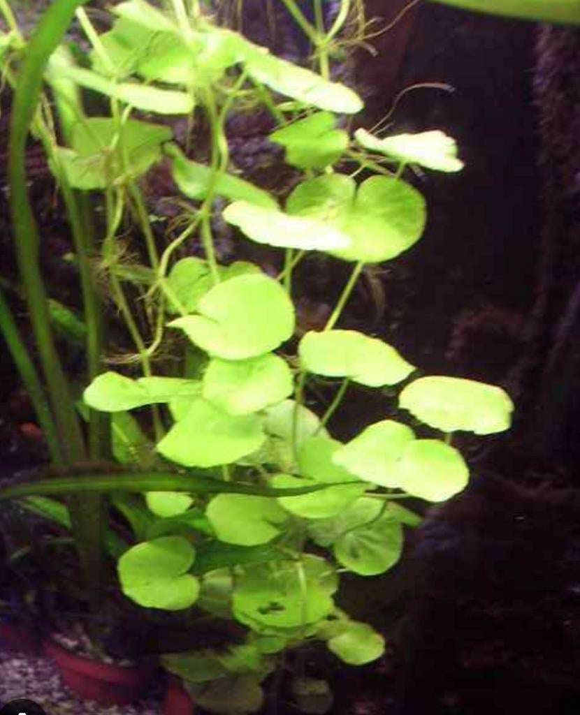 Braziliaanse klimop, waterplant, Dieren en Toebehoren, Ophalen, Nieuw, Plant(en), Steen of Hout