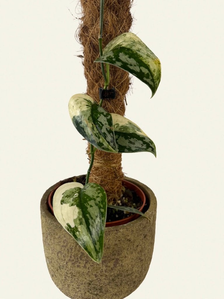 Scindapsus Mayari, Huis en Inrichting, Kamerplanten, Ophalen of Verzenden, Halfschaduw, Minder dan 100 cm