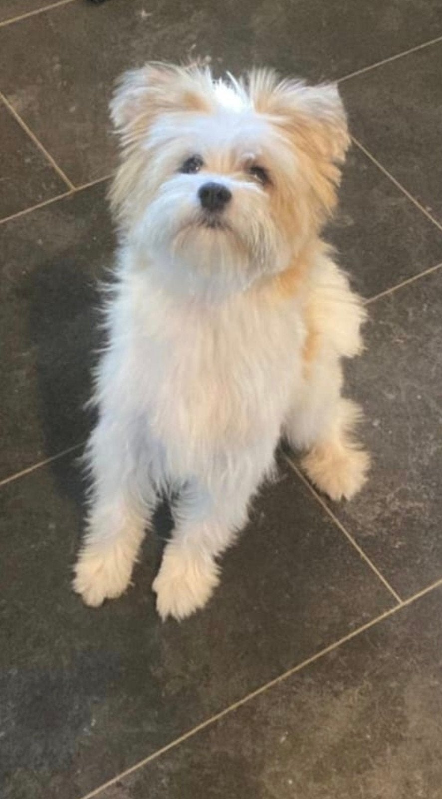Boomertje, 15 weken tot 1 jaar, Overige rassen, Teef, Eén hond