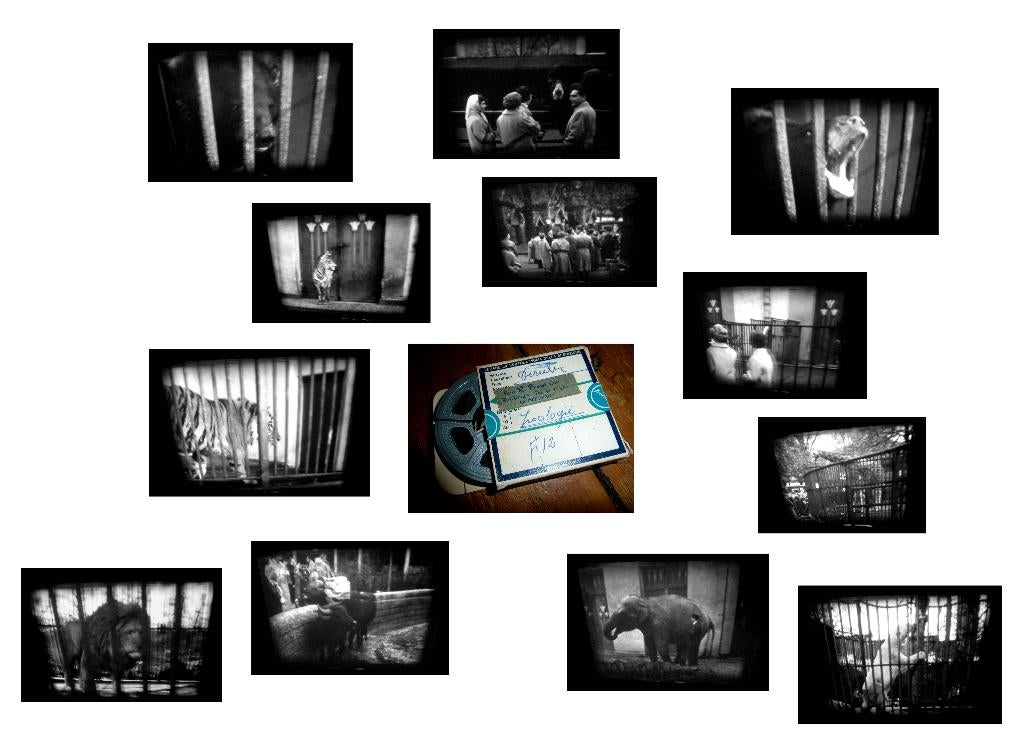 8mm film amateur - Zoologië Antwerpen 1961 15mtr N8 -, Ophalen of Verzenden, 8mm film