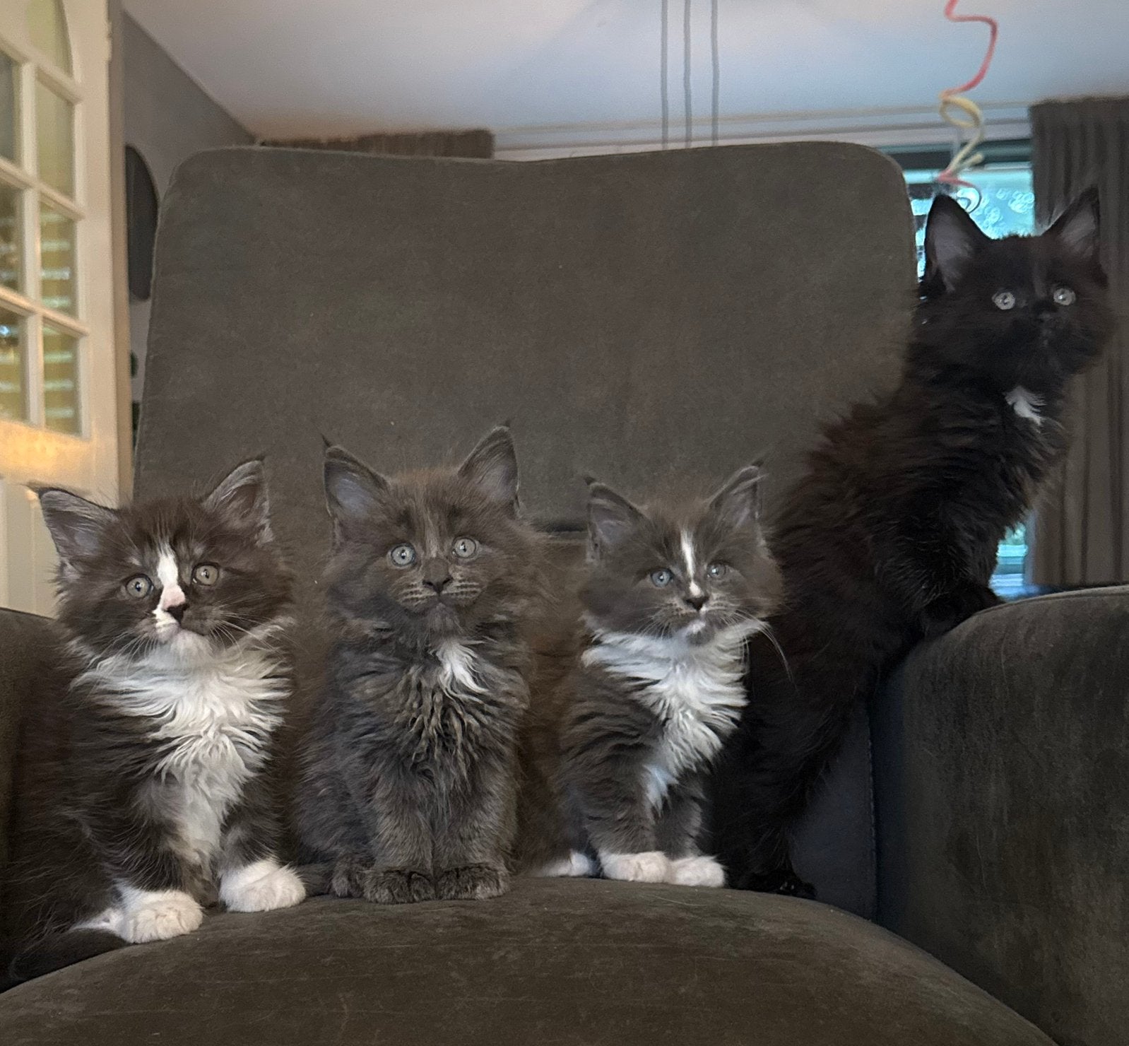Prachtige maine coon kittens, Dieren en Toebehoren, Meerdere dieren, Ontwormd, 0 tot 2 jaar