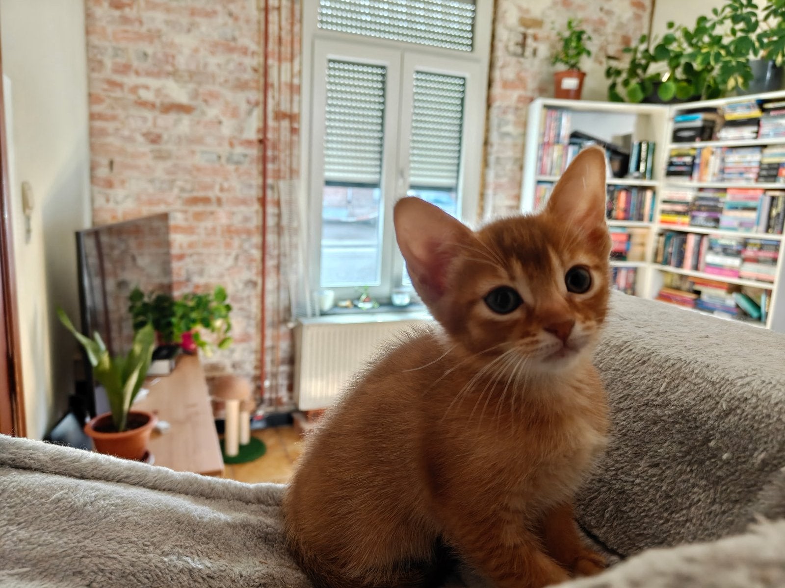 abessijn kitten zoekt een warme thuis, Poes, Gechipt, 0 tot 2 jaar