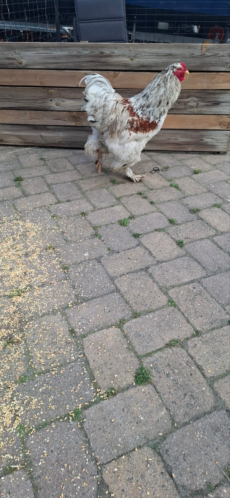 Mooie lieve brama haan., Dieren en Toebehoren, Pluimvee, Mannelijk, Kip