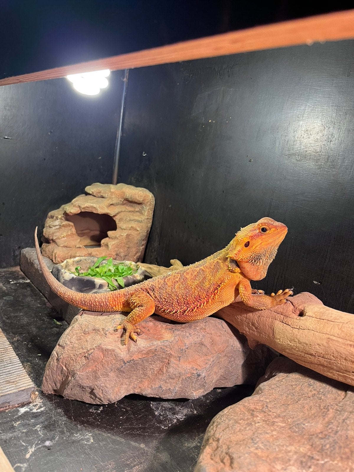 Baardagaam + terrarium, Dieren en Toebehoren, Ophalen, Zo goed als nieuw, Terrarium of Paludarium