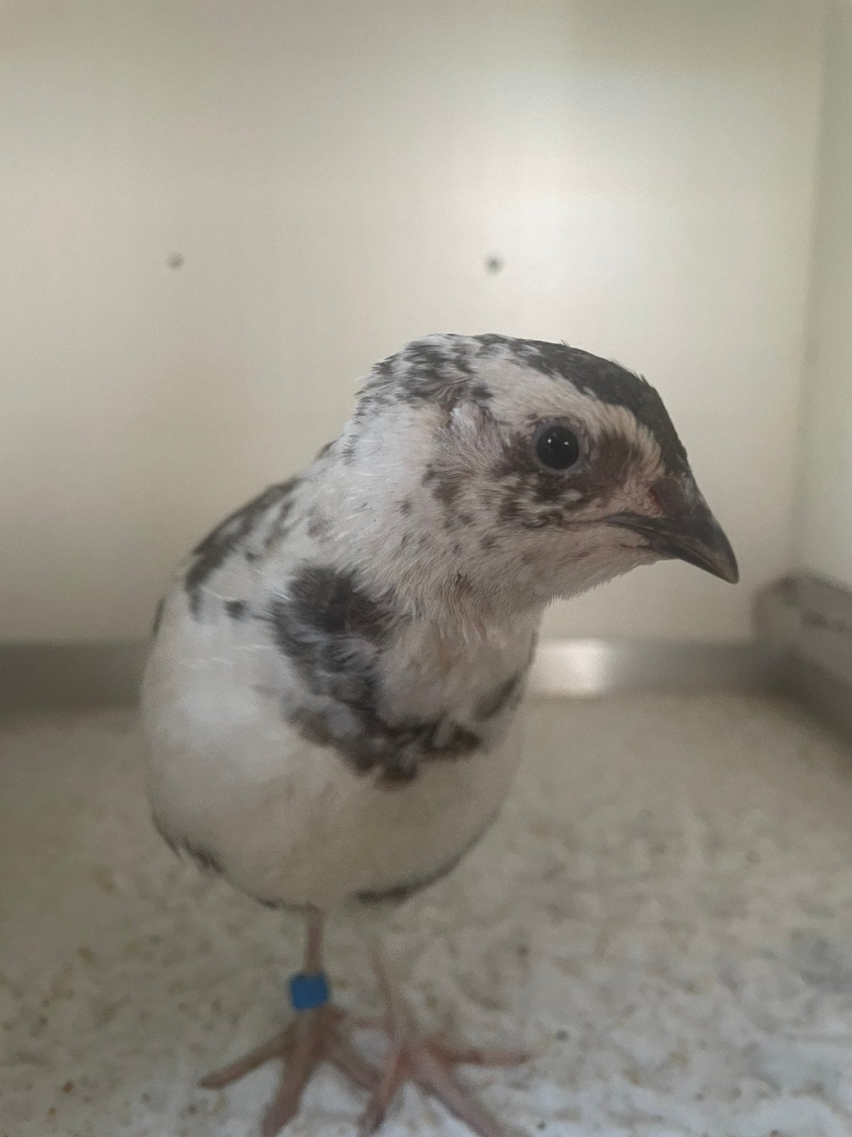 Byzondere kleuren haantjes japanse kwartel, Dieren en Toebehoren, Vogels | Duiven, Mannelijk, Overige soorten